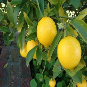 Tüplü Soğuklara Dayanıklı Yarı Bodur Mayer Limon Fidanı