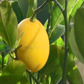 Tüplü Soğuklara Dayanıklı Yarı Bodur Mayer Limon Fidanı