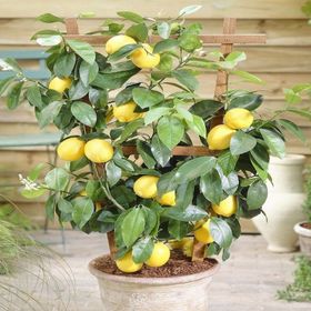 Tüplü Soğuklara Dayanıklı Yarı Bodur Mayer Limon Fidanı