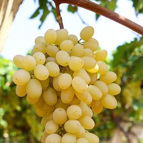 Tüplü Sultani (Çekirdeksiz) Üzüm(Asma-Bağ) Fidanı