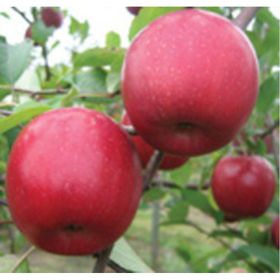 Tüplü Tam Bodıur Fuji Zhen Aztec(Aztek) Elma Fidanı