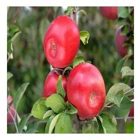 Tüplü Tam Bodıur Fuji Zhen Aztec(Aztek) Elma Fidanı