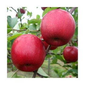 Tüplü Tam Bodıur Fuji Zhen Aztec(Aztek) Elma Fidanı
