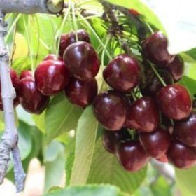 Tüplü Tam Bodur 0900 Ziraat Kiraz Fidanı