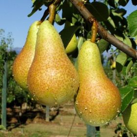 Tüplü Tam Bodur Abete Fetel Armut Fidanı
