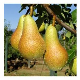 Tüplü Tam Bodur Abete Fetel Armut Fidanı