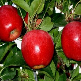 Tüplü Tam Bodur Bodur Buckeye Gala Elma Fidanı