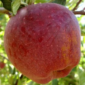 Tüplü Tam Bodur Early Red One Elma Fidanı
