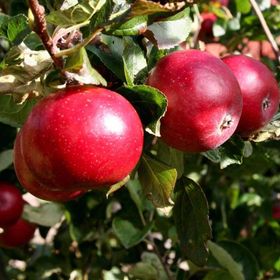 Tüplü Tam Bodur Early Red One Elma Fidanı