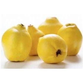 Tüplü Tam Bodur Ekmek Ayva Fidanı