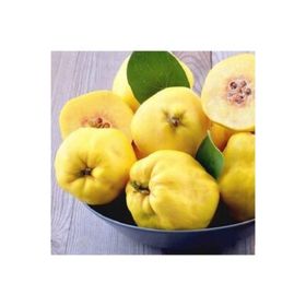 Tüplü Tam Bodur Ekmek Ayva Fidanı