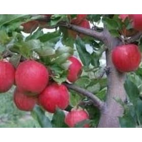 Tüplü Tam Bodur Erkenci Bodur Vista Bella Elma Fidanı
