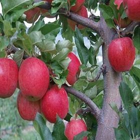 Tüplü Tam Bodur Erkenci Bodur Vista Bella Elma Fidanı