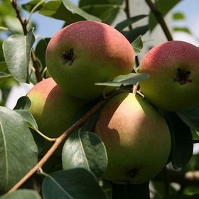 Tüplü Tam Bodur Erkenci Etruşka Armut Fidanı