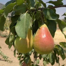 Tüplü Tam Bodur Erkenci Etruşka Armut Fidanı