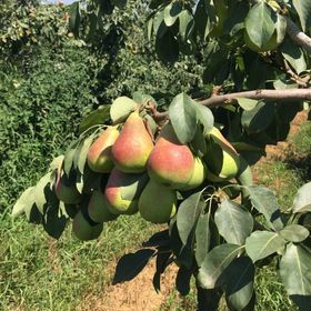 Tüplü Tam Bodur Erkenci Etruşka Armut Fidanı