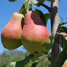 Tüplü Tam Bodur Erkenci Etruşka Armut Fidanı