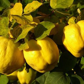 Tüplü Tam Bodur Eşme Ayva Fidanı