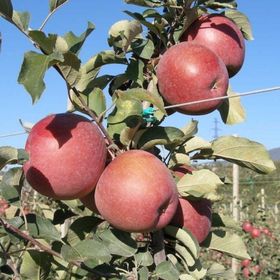 Tüplü Tam Bodur Fuji Kiku Elma Fidanı