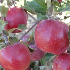 Tüplü Tam Bodur Fuji Kiku Elma Fidanı