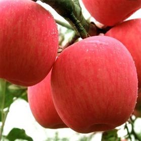 Tüplü Tam Bodur Fuji Kiku Elma Fidanı