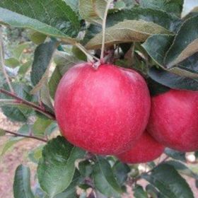 Tüplü Tam Bodur Fuji Zhen Aztec(Aztek) Elma Fidanı