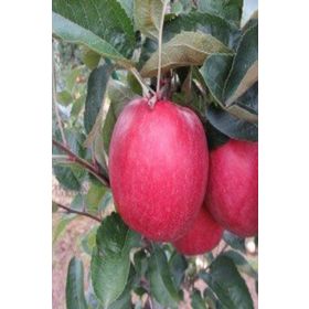 Tüplü Tam Bodur Fuji Zhen Aztec(Aztek) Elma Fidanı