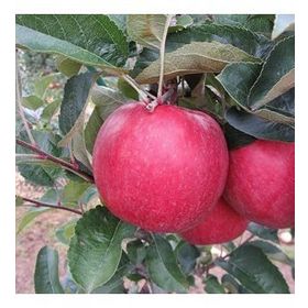Tüplü Tam Bodur Fuji Zhen Aztec(Aztek) Elma Fidanı