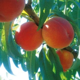 Tüplü Tam Bodur İnnovative Tree Cresthaven Şeftali Fidanı
