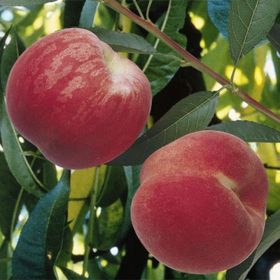 Tüplü Tam Bodur İnnovative Tree Dixired Şeftali Fidanı