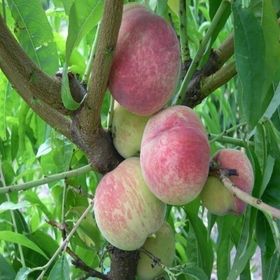 Tüplü Tam Bodur İnnovative Tree Dixired Şeftali Fidanı