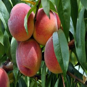 Tüplü Tam Bodur İnnovative Tree Dixired Şeftali Fidanı