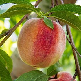 Tüplü Tam Bodur İnnovative Tree Dixired Şeftali Fidanı