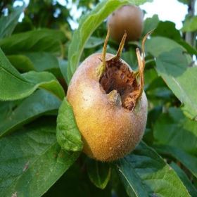 Tüplü Tam Bodur Jumbo Döngel Muşmula Fidanı