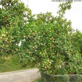 Tüplü Tam Bodur Jumbo Döngel Muşmula Fidanı