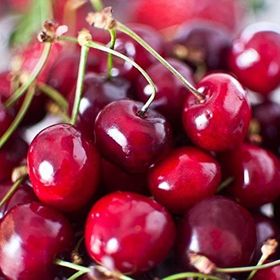 Tüplü Tam Bodur Kütahya Vişne Fidanı
