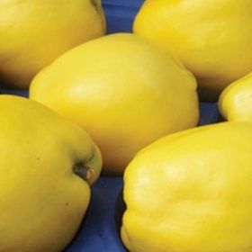 Tüplü Tam Bodur Limon Ayva Fidanı