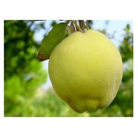 Tüplü Tam Bodur Limon Ayva Fidanı