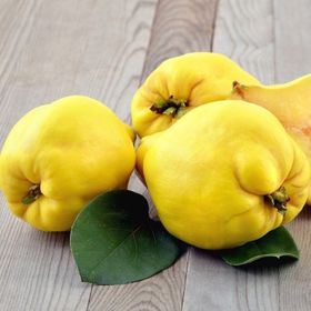 Tüplü Tam Bodur Limon Ayva Fidanı