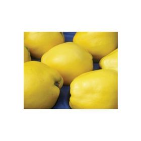 Tüplü Tam Bodur Limon Ayva Fidanı