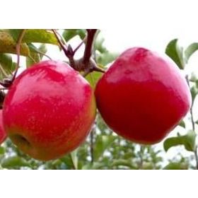 Tüplü Tam Bodur Pink Lady Elma Fidanı