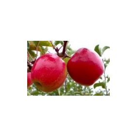 Tüplü Tam Bodur Pink Lady Elma Fidanı