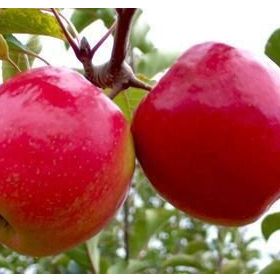 Tüplü Tam Bodur Pink Lady Elma Fidanı