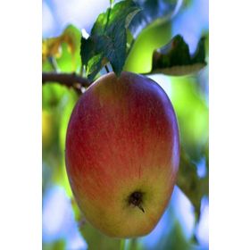 Tüplü Tam Bodur Summer Red Elma Fidanı