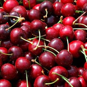 Tüplü Tam Bodur Sweet Heart Kiraz Fidanı