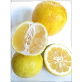 Tüplü Tatlı Limon Şeker Limon Fidanı