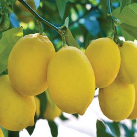 Tüplü Tatlı Limon Şeker Limon Fidanı