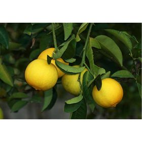 Tüplü Tatlı Limon Şeker Limon Fidanı