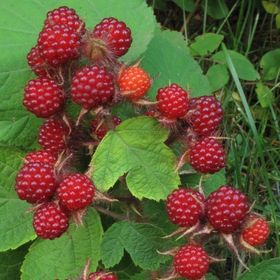 Tüplü Tatlı Wineberry Japon Böğürtleni Şarap Ahududu Fidanı