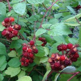 Tüplü Tatlı Wineberry Japon Böğürtleni Şarap Ahududu Fidanı